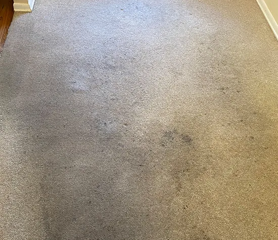 Comprehensive carpet color correction services for your office, restoring vibrancy and appearance.